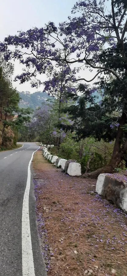Hotel The Paal Shimla